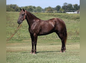 Rocky Mountain Horse, Ruin, 9 Jaar, Champagne