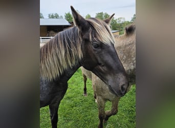 Rocky Mountain Horse, Semental, 1 año, 154 cm, Castaño-ruano