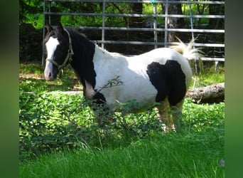 Rocky Mountain Horse Mestizo, Semental, 2 años, 148 cm, Pío