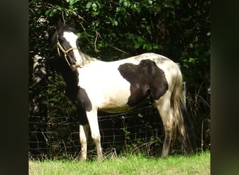 Rocky Mountain Horse Mestizo, Semental, 2 años, 148 cm, Pío