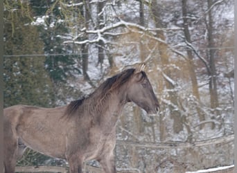 Rocky Mountain Horse, Semental, 4 años, 160 cm, Grullo