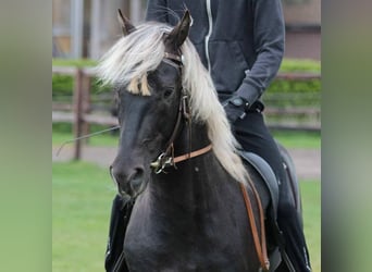 Rocky Mountain Horse, Stallion, 14 years, 14.2 hh