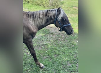 Rocky Mountain Horse, Stallion, 1 year, 14.2 hh