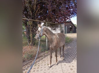 Rocky Mountain Horse, Stallion, 1 year, 14,2 hh
