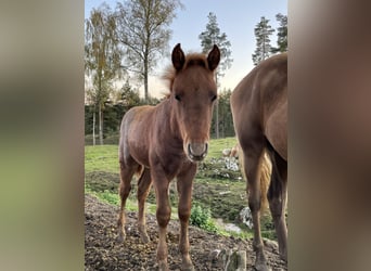 Rocky Mountain Horse, Stallion, 1 year, 15,1 hh, Roan-Red