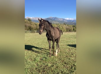 Rocky Mountain Horse, Stallion, 1 year, Black