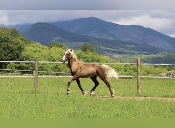 Rocky Mountain Horse Mix, Stallion, 1 year
