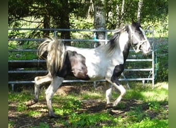 Rocky Mountain Horse Mix, Stallion, 2 years, 14.2 hh, Pinto