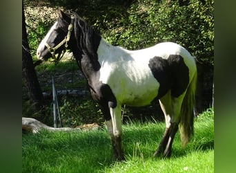 Rocky Mountain Horse Mix, Stallion, 2 years, 14.2 hh, Pinto