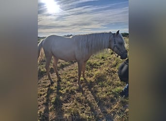 Rocky Mountain Horse, Stallion, 2 years, 15.2 hh, Palomino