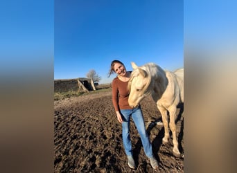 Rocky Mountain Horse, Stallion, 2 years, 15.2 hh, Palomino
