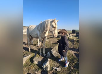 Rocky Mountain Horse, Stallion, 2 years, 15.2 hh, Palomino