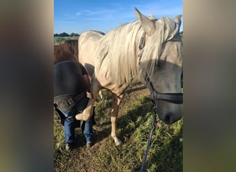 Rocky Mountain Horse, Stallion, 2 years, 15.2 hh, Palomino