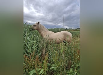 Rocky Mountain Horse, Stallion, 2 years, 15.2 hh, Palomino