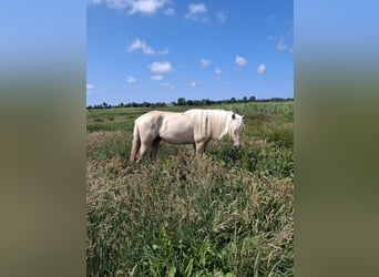 Rocky Mountain Horse, Stallion, 2 years, 15.2 hh, Palomino