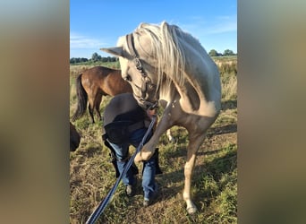 Rocky Mountain Horse, Stallion, 2 years, 15.2 hh, Palomino