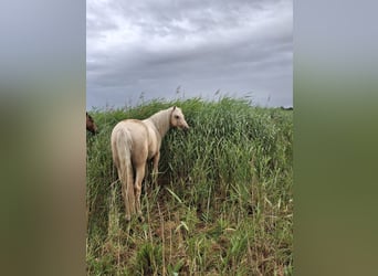 Rocky Mountain Horse, Stallion, 2 years, 15.2 hh, Palomino