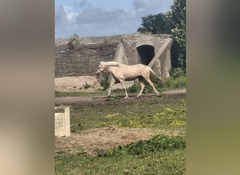 Rocky Mountain Horse, Stallion, 2 years, 15.2 hh, Palomino