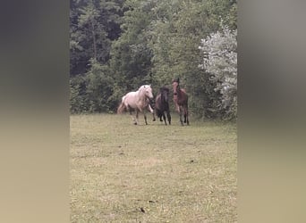 Rocky Mountain Horse, Stallion, 2 years, 15,2 hh, Palomino