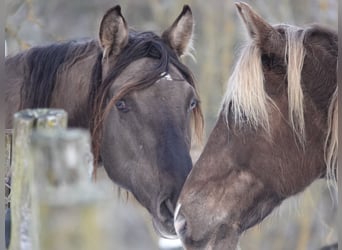 Rocky Mountain Horse, Stallion, 4 years, 15,2 hh, Grullo