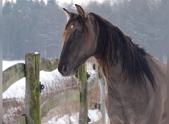 Rocky Mountain Horse, Stallion, 4 years, 15,2 hh, Grullo