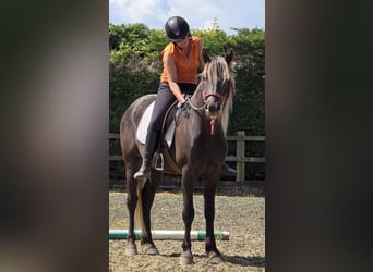 Rocky Mountain Horse, Stallion, 6 years, 15 hh, Black