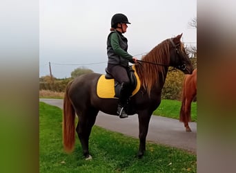 Rocky Mountain Horse, Stallion, 6 years, 15 hh, Black