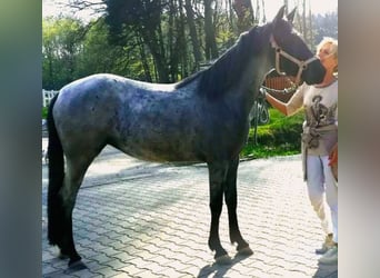 Rocky Mountain Horse, Stallion, Foal (04/2025), 15 hh, Roan-Bay