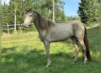 Rocky Mountain Horse, Stallone, 4 Anni, 147 cm, Champagne