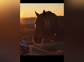 Rocky Mountain Horse, Stallone, 6 Anni, 156 cm