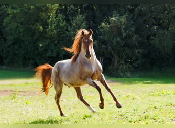 Rocky Mountain Horse, Stallone, 9 Anni, 150 cm, Sauro