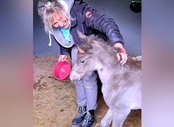 Rocky Mountain Horse, Stallone, Puledri (04/2025), 154 cm, Baio roano