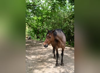 Rocky Mountain Horse, Stute, 11 Jahre, 145 cm, Roan-Bay