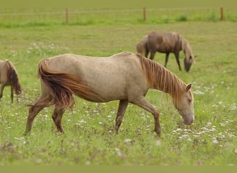 Rocky Mountain Horse, Stute, 11 Jahre, 147 cm, Champagne