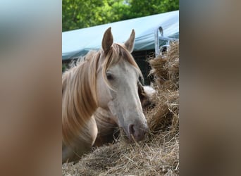 Rocky Mountain Horse, Stute, 11 Jahre, 147 cm, Champagne