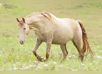 Rocky Mountain Horse, Stute, 11 Jahre, 147 cm, Champagne