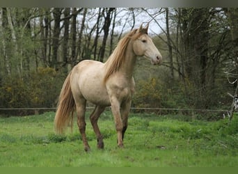 Rocky Mountain Horse, Stute, 11 Jahre, 147 cm, Rappe