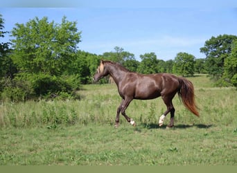 Rocky Mountain Horse, Stute, 11 Jahre, 147 cm, Rappe
