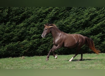 Rocky Mountain Horse, Stute, 11 Jahre, 147 cm, Rappe