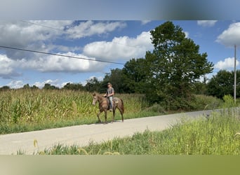Rocky Mountain Horse, Stute, 11 Jahre, 150 cm, Champagne