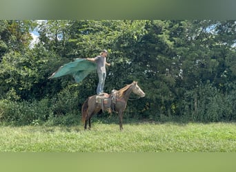 Rocky Mountain Horse, Stute, 11 Jahre, 150 cm, Champagne
