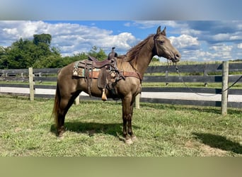 Rocky Mountain Horse, Stute, 11 Jahre, 150 cm, Champagne