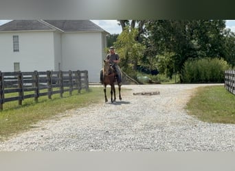 Rocky Mountain Horse, Stute, 11 Jahre, 150 cm, Champagne