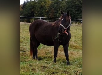 Rocky Mountain Horse, Stute, 12 Jahre, 154 cm