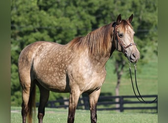 Rocky Mountain Horse, Stute, 12 Jahre, Buckskin
