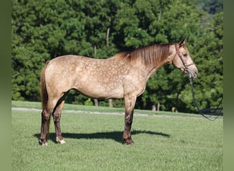 Rocky Mountain Horse, Stute, 12 Jahre, Buckskin
