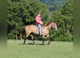Rocky Mountain Horse, Stute, 12 Jahre, Buckskin