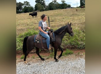 Rocky Mountain Horse, Stute, 14 Jahre, 142 cm, Rappe