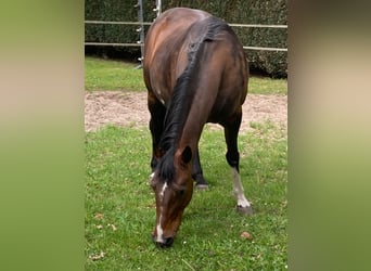 Rocky Mountain Horse, Stute, 18 Jahre, 148 cm, Dunkelbrauner