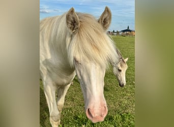 Rocky Mountain Horse, Stute, 1 Jahr, 153 cm, Cremello